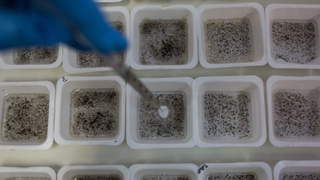 Why DARPA Is Investing Big in Gene Drives